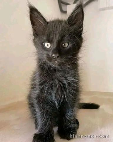 adorable chaton Maine coon femelle 