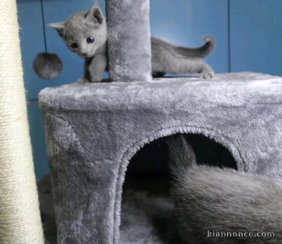 je donne chaton bleu russe mâle 