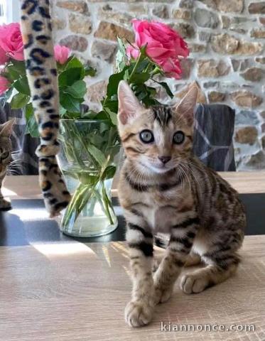 disponible chaton Bengal mâle 
