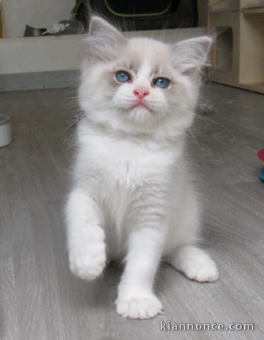 adorable chaton ragdoll femelle 