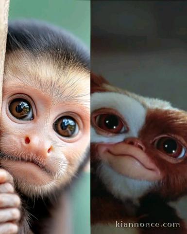 bébé singe capucin à donner 