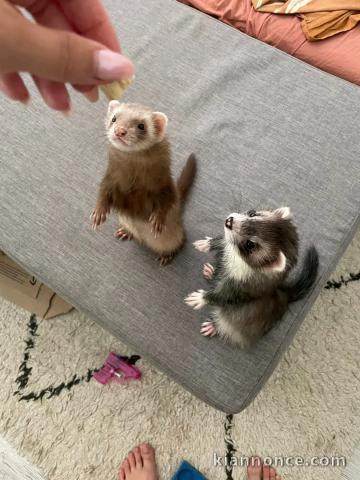 furets mâle et femelle disponible 