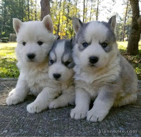 Dons chiot husky sibérien adorable 