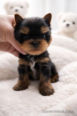 adorable chiot Yorkshire femelle à donner urgent 
