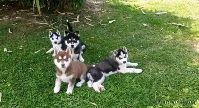je donne sibérien husky Mâle et femelle 