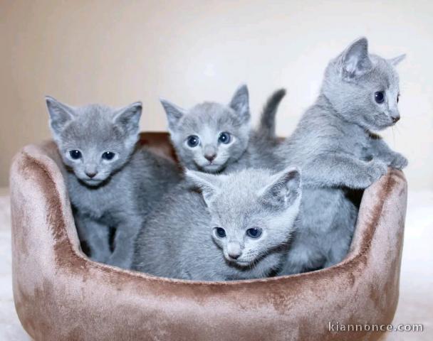 je donne chaton bleu russe mâle et femelle 