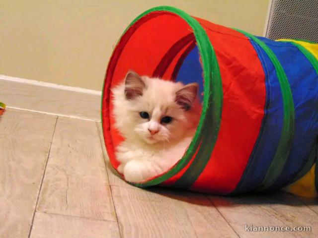mâle ragdoll disponible à donner urgent 