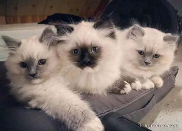 adoption chaton ragdoll femelle et mâle 