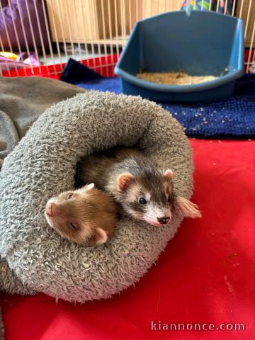 bébé furets déjà disponible 