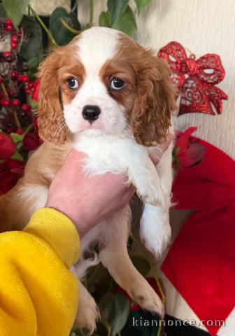 magnifique chiot cavalier king charle 