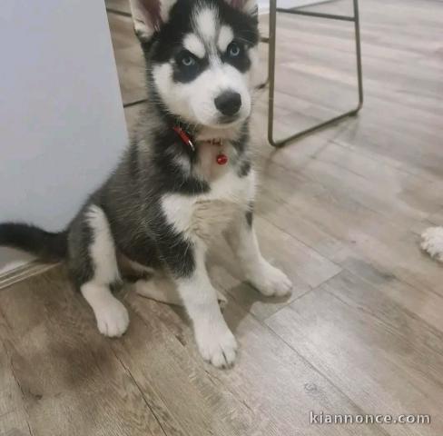 chiot type husky femelle à donner 