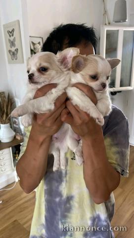 chiot chihuahua a place 