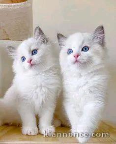 chaton ragdoll femelle et mâle disponible 