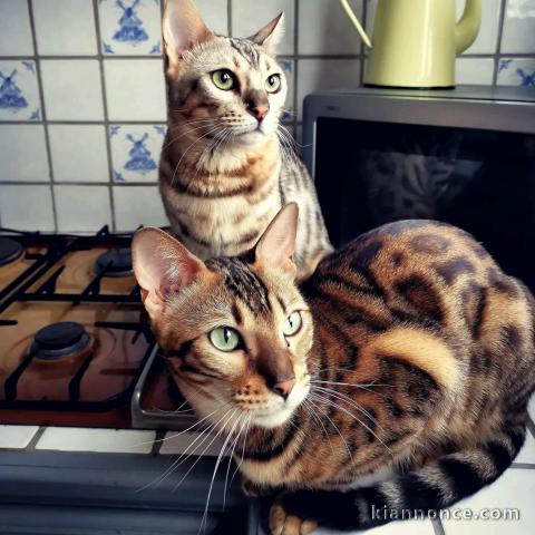 adorable chaton Bengal disponible pour adoption 