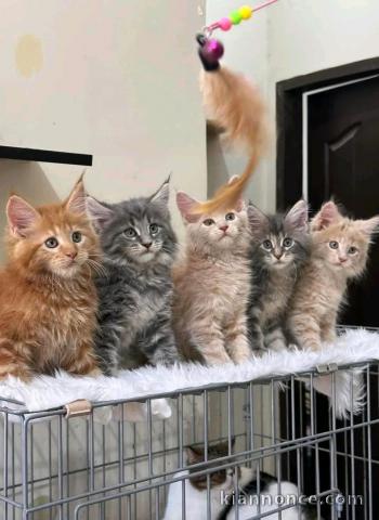 Dons chaton maine coon 