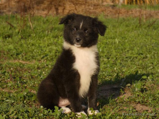 Magnifique chiot berger australien 