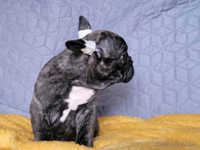 À adopter chiot bulldog français 