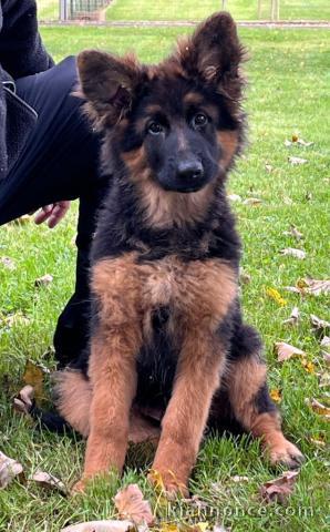 Chiot berger allemand pour saillie 
