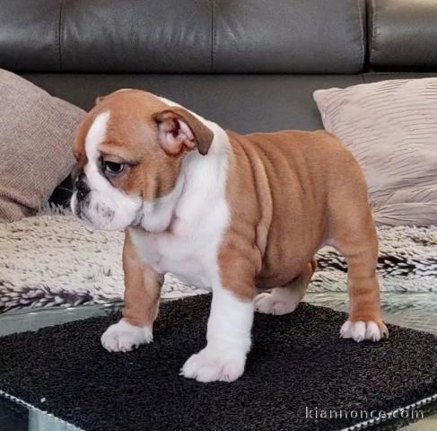 Bébé chiot bulldog anglais mâle a donner 
