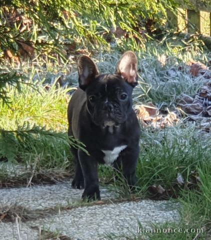 A cédé chiot type bouledogue français 