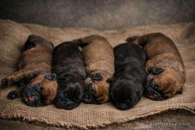 Dons bébé chiot bouledogue français 