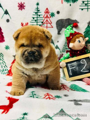 Magnifique chiot chow chow disponible 