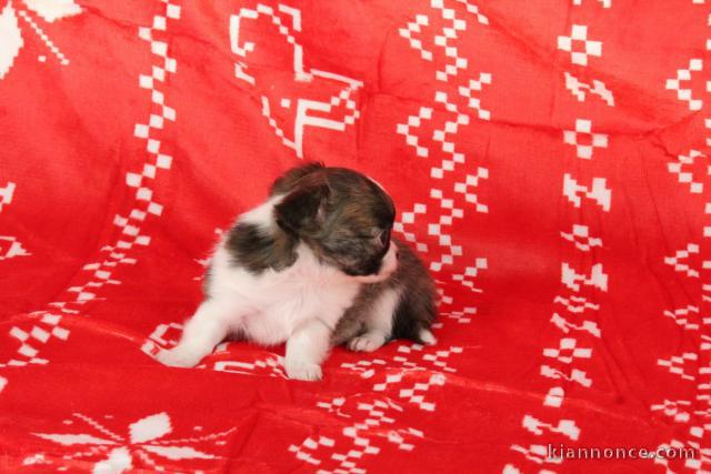 Je donne chiot chihuahua femelle 