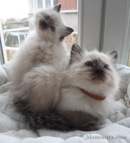 Magnifique chaton ragdoll femelle a donner 
