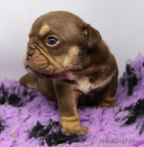 Bébé chiot bouledogue français 