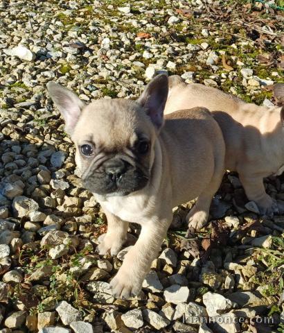 bébé a bouledogue français à donner 