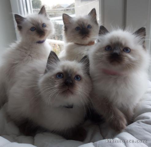 adoption chaton ragdoll 