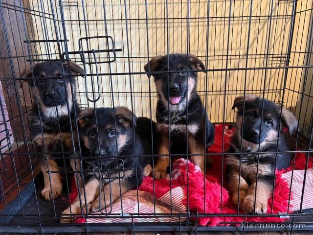 À donner chiot berger allemand 