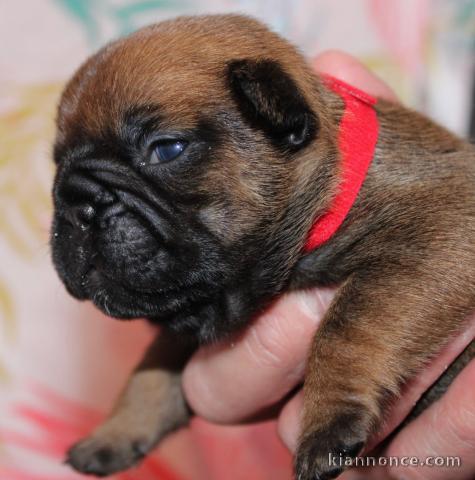Chiot type bouledogue français à donner 