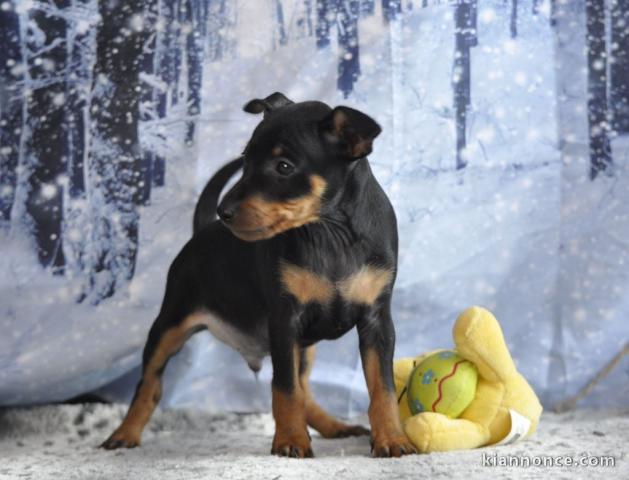 Annonce chiot pinscher nain 