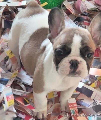 Je donne chiot bouledogue français 
