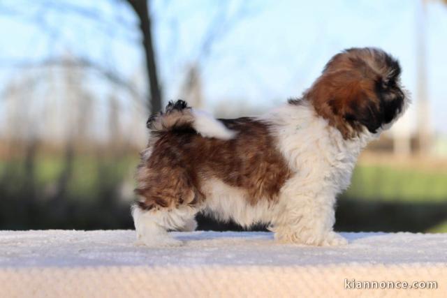 Bébé chiot Shih Tzu a donner 
