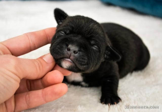 Bébé chiot staffie disponible 