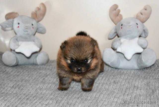 Magnifique chiot spitz allemand race pure 