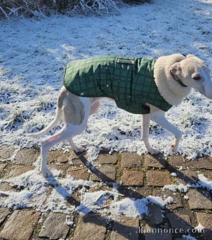 Chiot a donner contre bon soin 