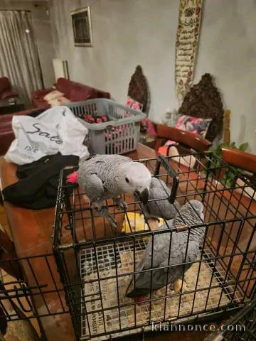 perroquet gris du Gabon