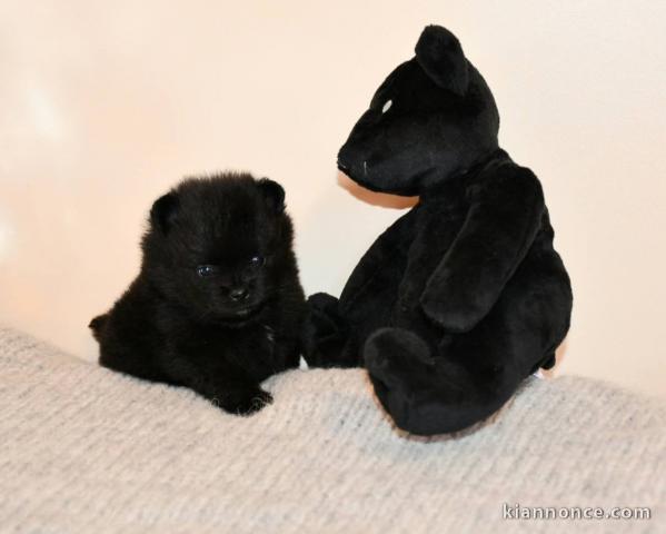 Je donne chiot spitz allemand race pure 