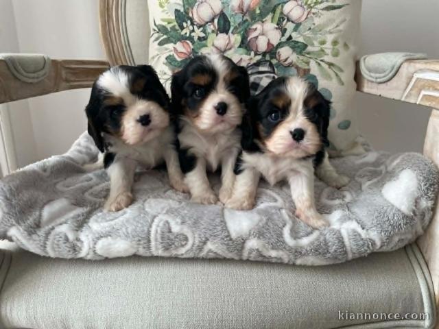 Chiot cavalier king charle disponible 