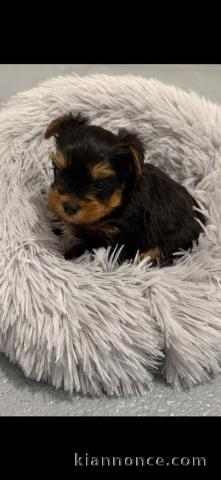 Je donne chiot Yorkshire terrier femelle 