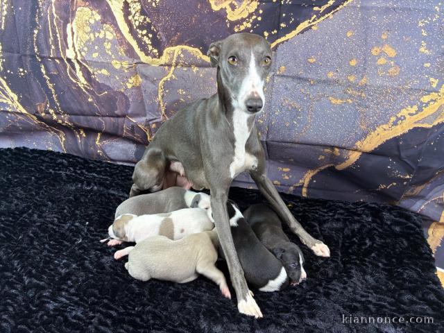 Chiot whippet a donner 