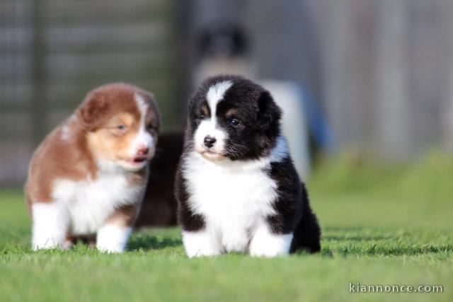 Je donne chiot berger australien 