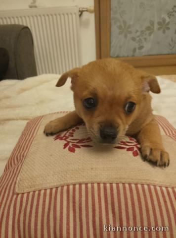 Je donne chiot chihuahua disponible 