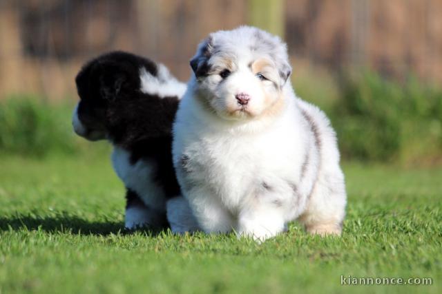 Bébé chiot berger australien à adopter 