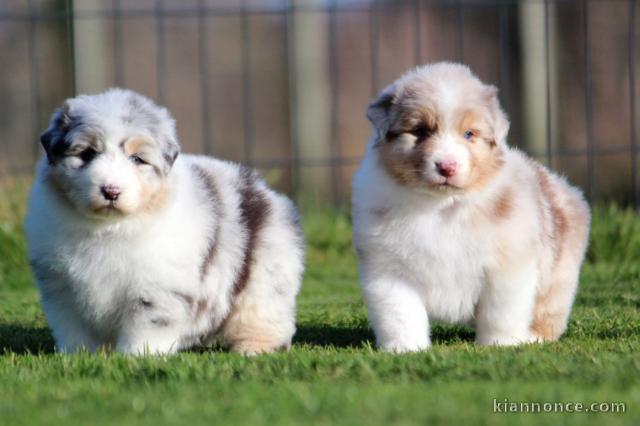 Je donne chiot berger australien 