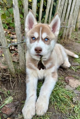 Magnifique chiot husky sibérien a donner 