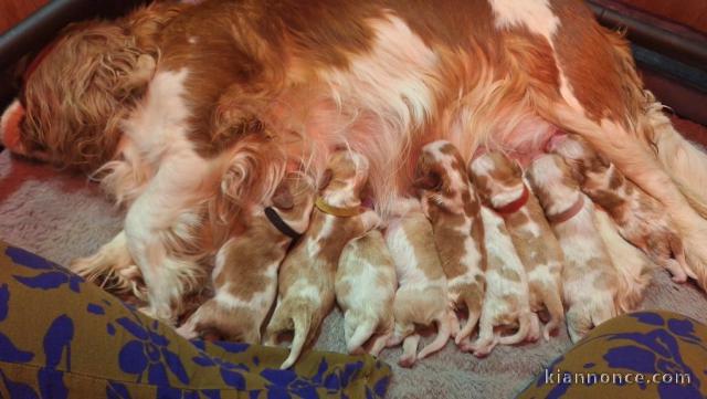 Bébé chiot cavalier king charle disponible 